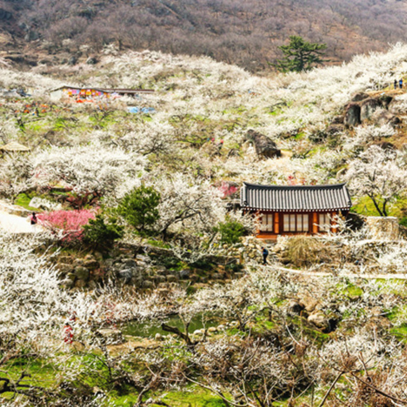 梅の開花前線北上中！韓国の『梅』事情まとめ