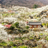 梅の開花前線北上中！韓国の『梅』事情まとめ