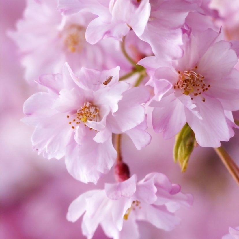 今年のお花見は韓国で過ごそう♡